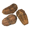 Trilobite Fossils